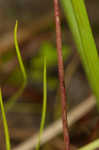 Pink sundew